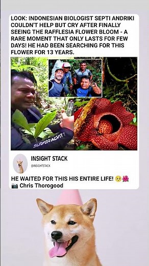 🏆 13-Year Search Ends! Biologist's Emotional Reaction to Finding the Rafflesia Flower