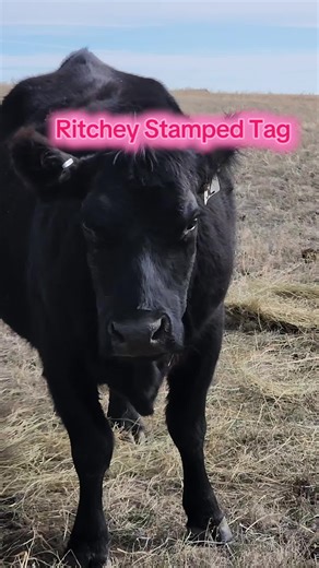 Ritchey Tags: Quality Earns Trust in Every Number