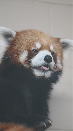 3.7K views · 116 reactions | Did you know red pandas glow in the dark? At least it looks like they do! Scientists discovered that the white fur on red pandas is almost luminescent at night, helping their young find their mother in the dark. Learn more fascinating red panda facts and how conservationists are protecting this endangered species on this weekend’s episode of Mutual of Omaha’s Wild Kingdom Protecting the Wild on NBC. | Mutual of Omaha's Wild Kingdom | Facebook