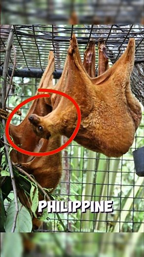 5 Rare Philippine Forest Animals You Did Not Know Existed Until Today!