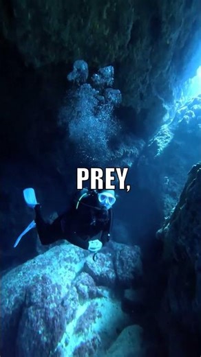 Colossal Squid's Tiny Beak: WTF?!