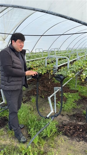 АЗАМАТ ЖЕКСЕМБИЕВ/САЖЕНЦЫ КЛУБНИКИ/ТЕПЛИЦА on Instagram: "NGS (New Growing Systems) Rotational system (without automation) just by hand. Simple easy cheap."