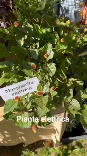 Pianta elettrica, Acmella oleracea, effetto analgesico! Murabilia Lucca Francesco Diliddo #piantaelettrica #acmellaoleracea #acmella #analgesico #antidolorifico | Passione in Verde