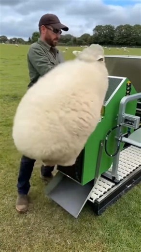 Breeding Sheep Shearing #sheep