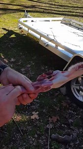 6.6K views · 57 reactions | This video shows another method of skinning squirrels. I'm utilizing slot and tail notch in this video. That's 3 different methods to skin squirrels using this skinner. You can pick which works best for you. | Ridge Runner Hunting Supplies | Facebook