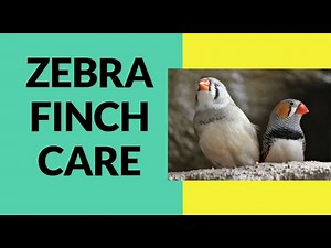 Zebra Finch Care