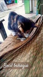 Segini juga sudah bahagia ❤️. #cocomelon #cover #singer #song #music #kucingbelangtiga #shortkucing