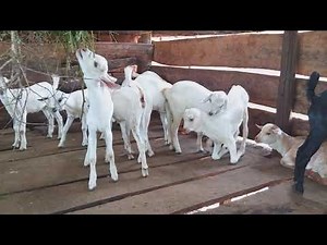 Galla and Small East African goat crosses