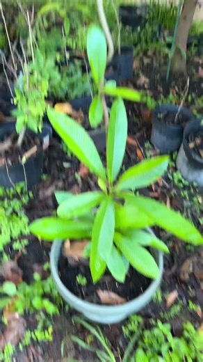 Elephant apple/ Chalta tree in Florida
