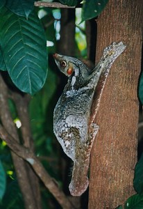 Sunda flying lemur - Alchetron, The Free Social Encyclopedia