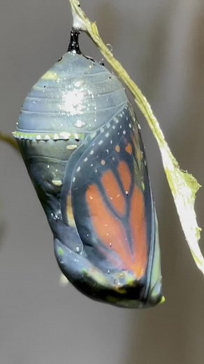 Monarch Butterfly Cocoon Hatching Time Lapse