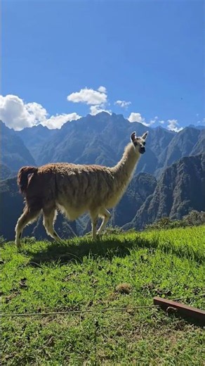 Machu Picchu 🇵🇪