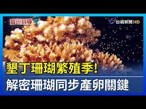 墾丁珊瑚繁殖季！解密珊瑚同步產卵關鍵【發現科學】