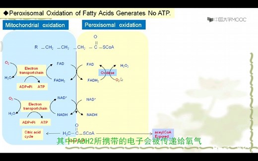 脂肪酸的代谢：超过20个碳的超长链脂肪酸不进入线粒体代谢，而在细胞质过氧化物酶体中代谢，产生过氧化物H2O2。