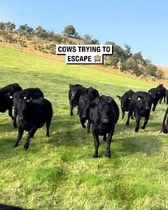 Cows trying to escape 🙈 | Sean The Sheepman