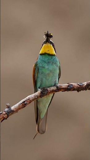 European Bee Eater Behavior #wildlife #nature #birdphotograph #wildlifephotography #animals