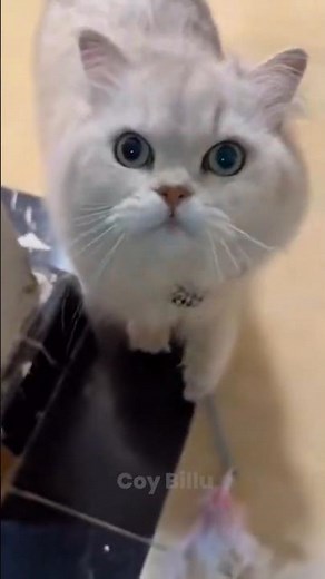 Pure CAT CHAOS & Destruction! 🙀 Funniest Moments #PetChaos #Fails