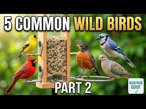 Wild Birds 2: 5 Common Backyard Birds You Can Easily Spot 🕊️ | Beginner Birdwatching Guide