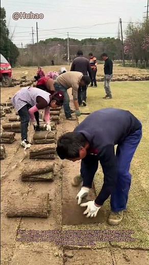 How to Harvest & Pack Commercial Turf: DIY Lawn Grass Cutting & Bundling