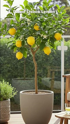 Best Lemon Tree Varieties for Containers