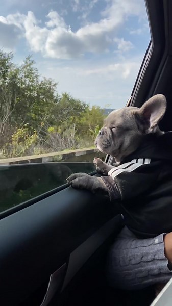 French Bulldog Enjoys Scenic Car Ride