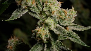 RYTHM Strain Library