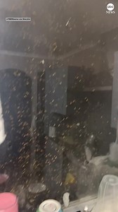 67K views · 647 reactions | SORRY TO BUG YOU: A woman in Australia was surprised to find hundreds of red-shouldered leaf beetles had swarmed her home one evening. https://abcn.ws/403WuaU | ABC News | Facebook