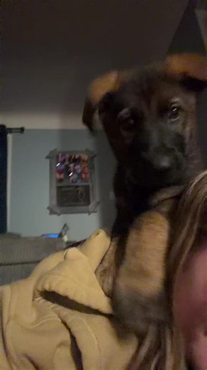 climbing on his momma 🤗🩵#gsd #puppytok #baby #michigan #puppytok