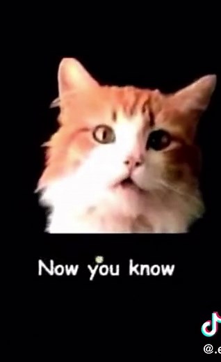 Meow mix #cats #meowmix #funny #lol #jingle #commercial #kittens | meow mix