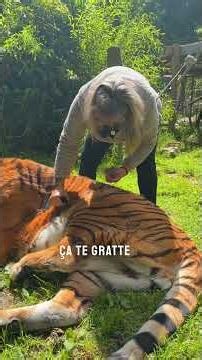 Atilla sous le vent 🤣 #tiger #normandie #lion