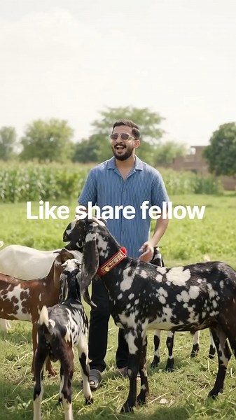 Rajab Family's Goat Gives Birth to 5 Cute Babies | MashaAllah Beauti My Goat`#GoatGives