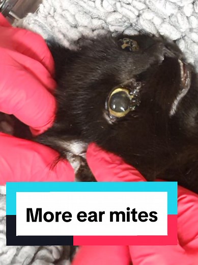 Understanding Ear Mites in Cats and Treatment Options