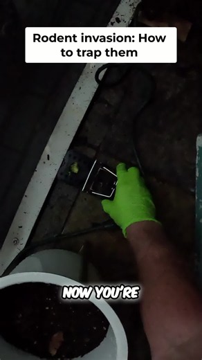 Rats beware! The ultimate trap strategy is here. Placement is EVERYTHING. See how to set 'em right and keep your space clean. #PestControl #HomeHacks #DIY #RatTraps #CleanHome
