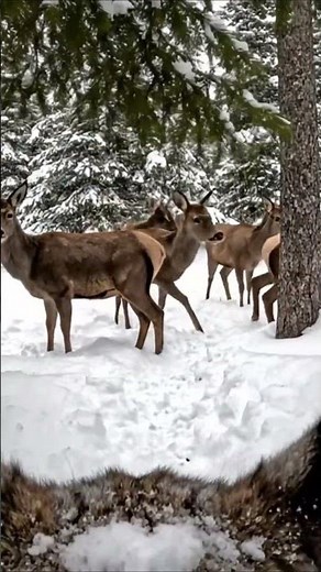 What a Lynx Sees While Hunting - Eurasian Lynx POV Hunt