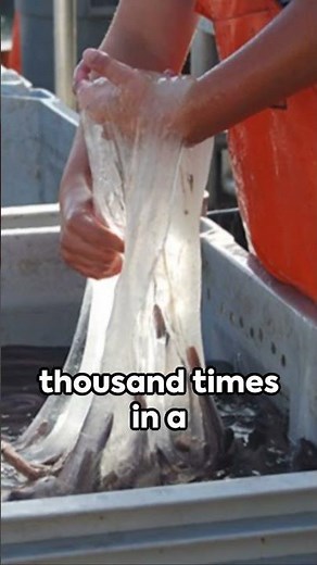 Hagfish - The Slimy Sea Creature #animals #wildlife #fish #nature #hagfish