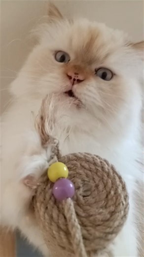 Pole Dance Mode 😹 | Tarçın Direk Dansında İple Savaşıyor 😹 #catshorts #tarcin