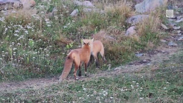 Two playful foxes spotted at Cape Bonavista