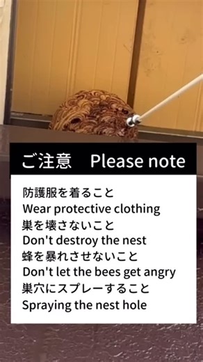 庭師のVlog channel×実践！剪定塾！ on Instagram: "高くて脚立も届かない場所のスズメバチの巣の駆除方法#蜂の巣"
