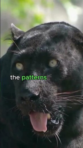 Black Panther! Amazing Facts You Didn't Know! #animalfacts #blackpanther #facts #animals