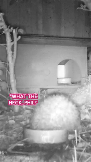 Gotcha! 🦔💦😹 #Hedgehog #Funny #AnimalMemes | The Pet Collective