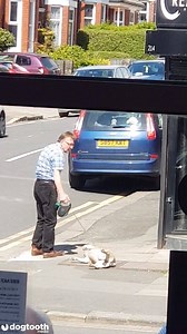 1.6M views · 7.7K reactions | This dog really doesn't want to go home  | Dogtooth Media | Facebook