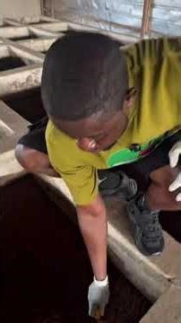 How you can use maggots to feed pigs, fish and other livestock