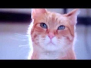 Cats & Dogs Dognapped 2001