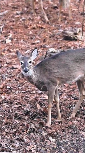 Silent Morning, Perfect Deer Shot#buckhunt #whitetaildeer #deerhunter#huntinglife#viral #bowhunting