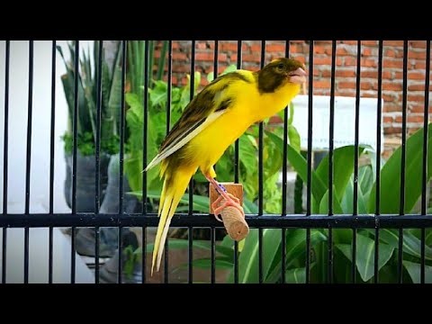 Ultimate Canary Singing Performance | Best Quality Song