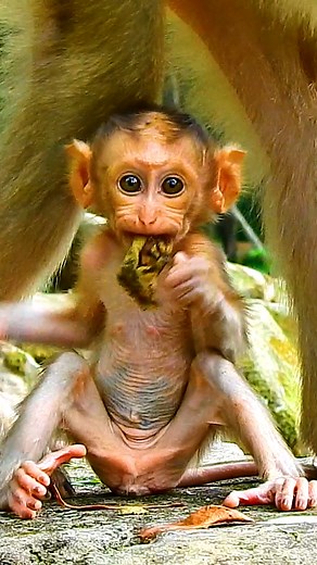 Monkey Magic on Reels