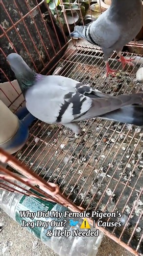 Why Did My Female Pigeon’s Leg Dry Out? | Causes & Help Needed#PigeonHealth #SickPigeon #BirdInjury