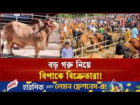 দাম শুনেই ফিরছেন ক্রেতারা, বড় গরু নিয়ে বিপাকে বেপারীরা | Big Cow | Independent TV