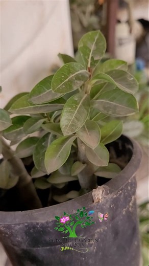 Adenium Potting Mix Ka Real Test 🔥 || #shortsfeed #shorts