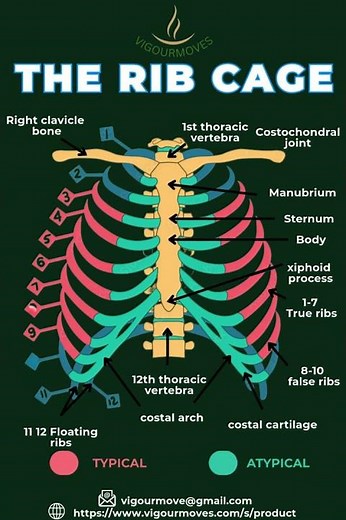 The Rib Cage